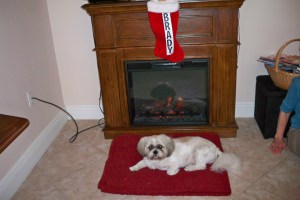 Brady - Christmas 2013